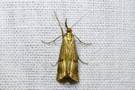 Chrysocrambus linetella (Fabricius, 1781)-In natura