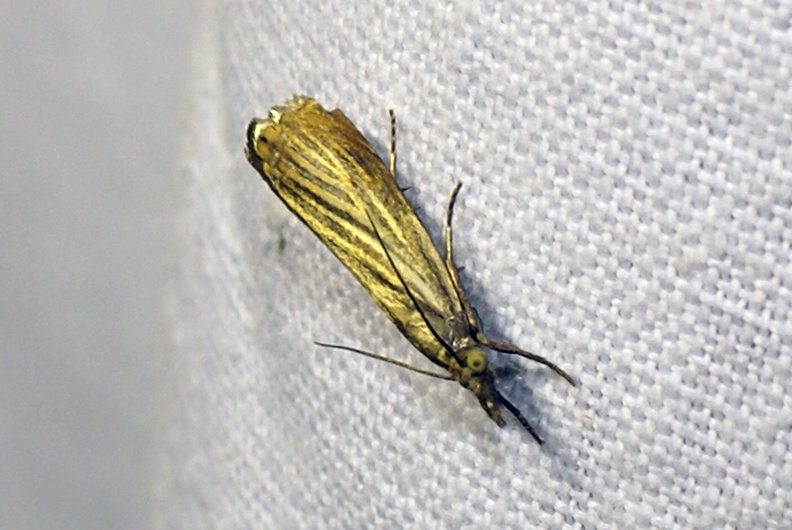 Chrysoteuchia culmella (Linnaeus, 1758)-In natura (2).JPG