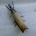 Chrysoteuchia culmella (Linnaeus, 1758)-In natura