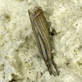 Chrysoteuchia culmella (Linnaeus, 1758)-In natura