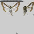 Cydalima perspectalis (Walker, 1859)