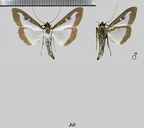 Cydalima perspectalis (Walker, 1859)
