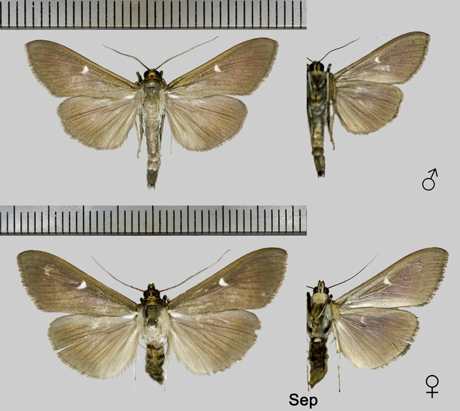 Cydalima perspectalis (Walker, 1859)-1.jpg