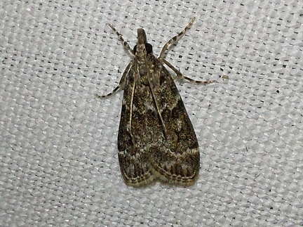 Eudonia mercurella (Linnaeus, 1758)-In natura