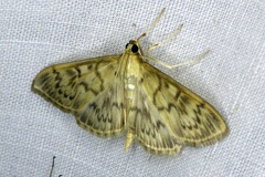 Patania ruralis (Scopoli, 1763)