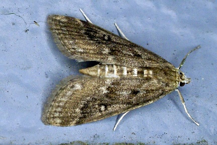 Parapoynx stratiotata (Linnaeus, 1758)-In natura