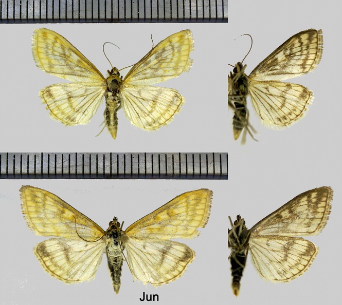 Sitochroa-verticalis-(Linnaeus,-1758).jpg