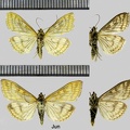 Sitochroa verticalis (Linnaeus, 1758)