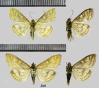 Sitochroa verticalis