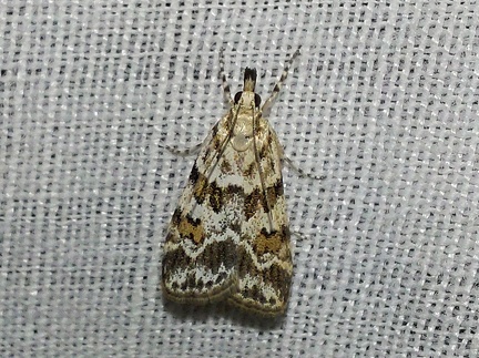 Scoparia pyralella (Denis & Schiffermüller, 1775)-In natura