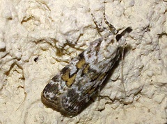 Scoparia pyralella (Denis & Schiffermüller, 1775)-In natura