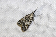 Scoparia pyralella (Denis & Schiffermüller, 1775)-In natura