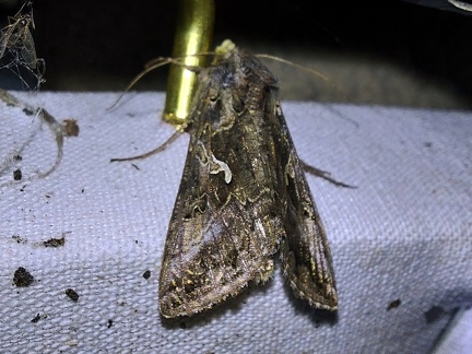 Autographa gamma (Linnaeus, 1758)-In natura