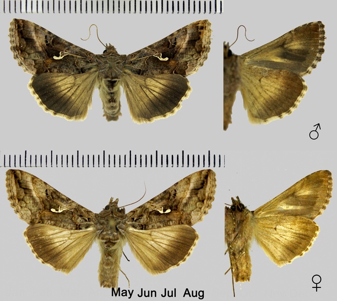 Autographa gamma (Linnaeus, 1758)