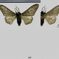 Biston betularia (Linnaeus, 1758)