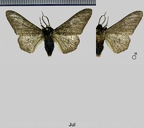 Biston betularia (Linnaeus, 1758)