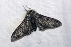 Biston betularia (Linnaeus, 1758)-In natura