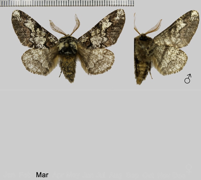 Biston strataria (Hufnagel, 1767).jpg