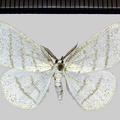 <!--hidden-->Cabera pusaria (Linnaeus, 1758)-Senonches