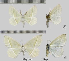 Campaea margaritaria (Linnaeus, 1760)