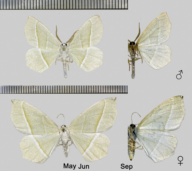 Campaea margaritaria (Linnaeus, 1760).jpg