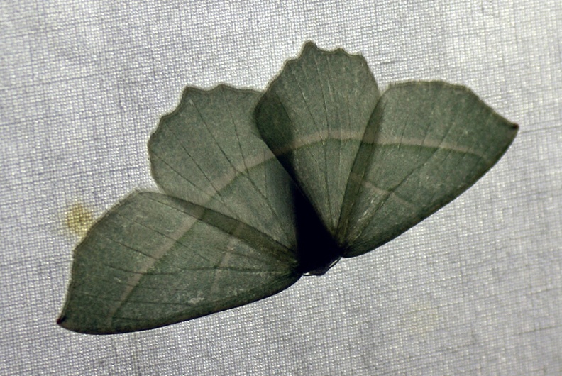 Campaea margaritaria (Linnaeus, 1760)-Boncourt.jpg