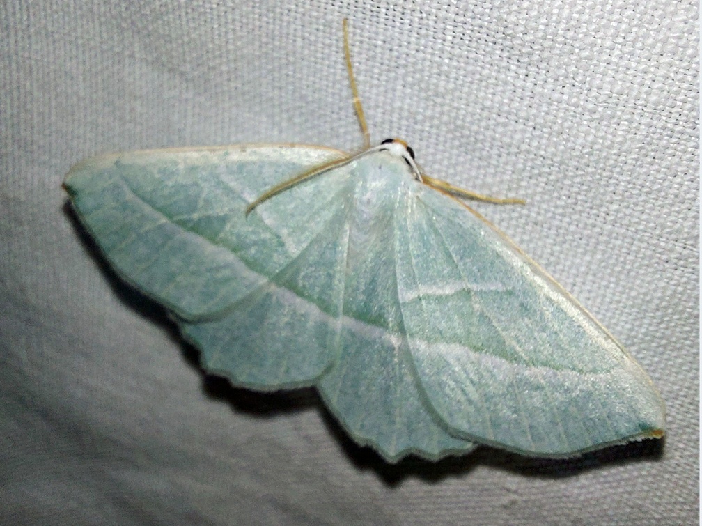 Campaea margaritaria (Linnaeus, 1760)-In natura