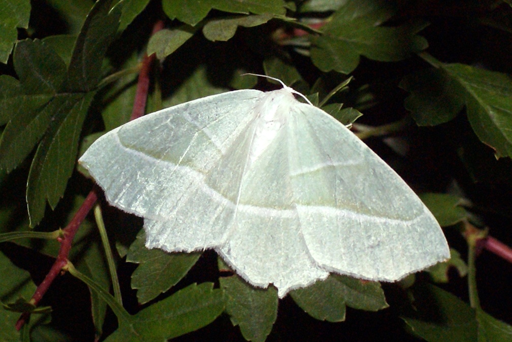 Campaea margaritaria (Linnaeus, 1760)-In natura