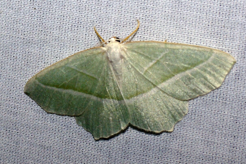 Campaea margaritaria (Linnaeus, 1760)-In natura