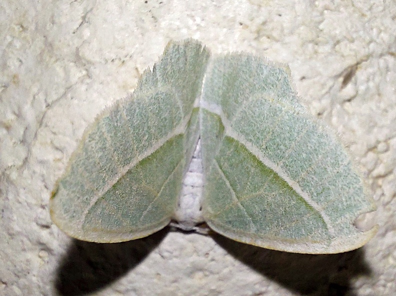 Campaea margaritaria (Linnaeus, 1760)-In natura4.jpg