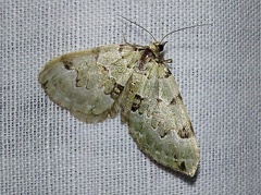 Colostygia pectinataria (Knoch, 1781)-In natura