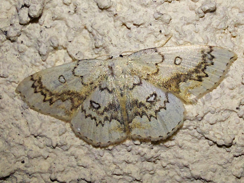 Cyclophora annularia (Fabricius, 1775)-In natura