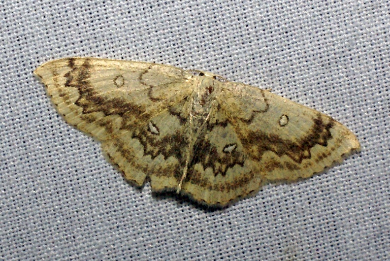 Cyclophora annularia (Fabricius, 1775)-In natura