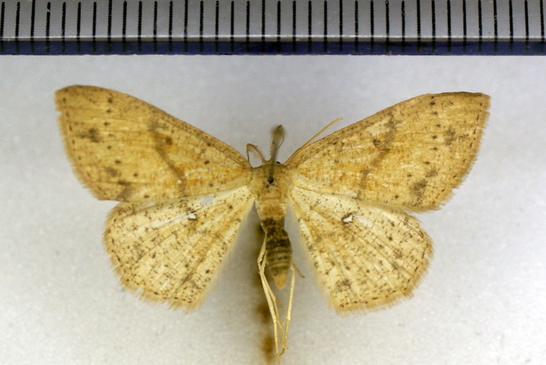 Cyclophora porata (Linnaeus, 1767)-Soulaires.JPG