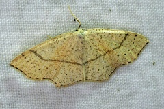 Cyclophora punctaria (Linnaeus, 1758)-In natura