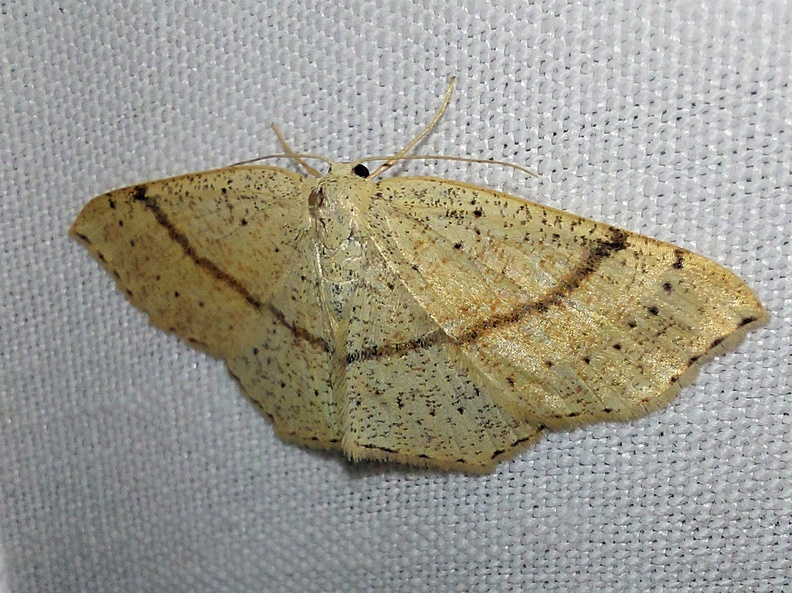 Cyclophora punctaria (Linnaeus, 1758)-In natura (3).jpg