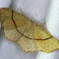 Cyclophora punctaria (Linnaeus, 1758)-In natura