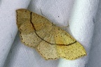 Cyclophora punctaria (Linnaeus, 1758)-In natura