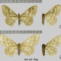 Idaea aversata (Linnaeus, 1758)