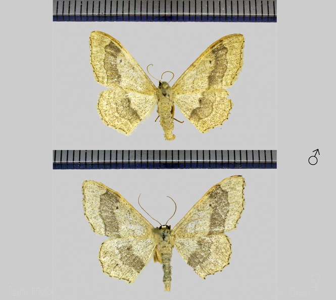 Idaea aversata (Linnaeus, 1758)