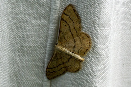 Idaea aversata (Linnaeus, 1758)