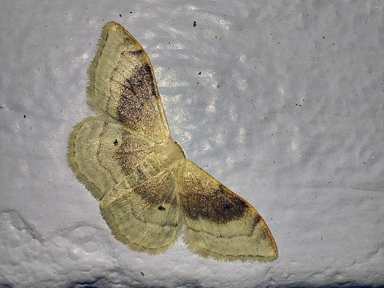 Idaea degeneraria (Hübner, 1799)-In natura