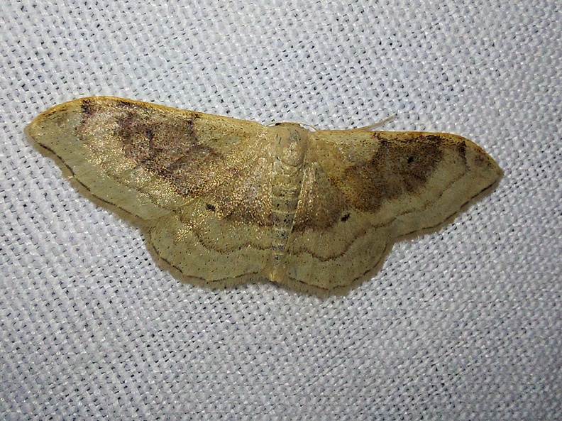 Idaea degeneraria (Hübner, 1799)-In natura