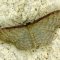 Idaea humiliata (Hufnagel, 1767)-In natura (2)