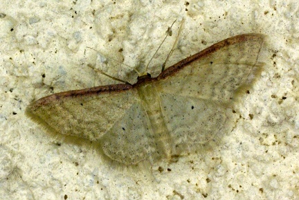 Idaea humiliata (Hufnagel, 1767)-In natura (2)