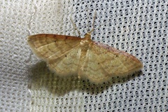 Idaea humiliata (Hufnagel, 1767)-In natura (1)