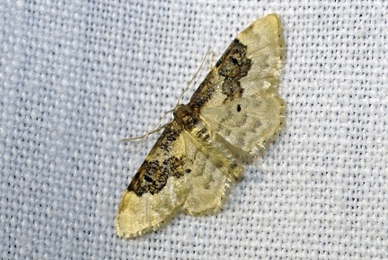 Idaea rusticata (Denis & Schiffermüller, 1775)-In natura