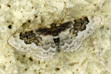 Idaea rusticata (Denis & Schiffermüller, 1775)-In natura