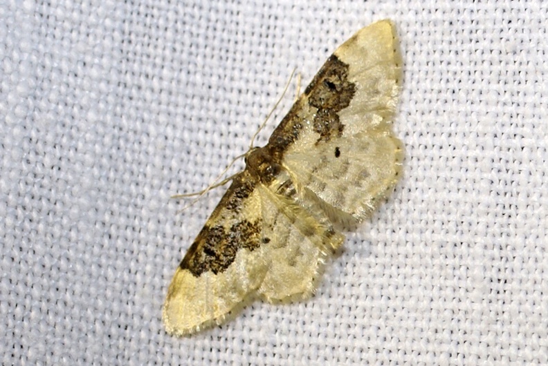 Idaea rusticata (Denis & Schiffermüller, 1775)-Lèves.JPG