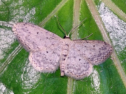 Idaea seriata (Schrank, 1802)-In natura